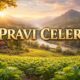 Pravi Celer